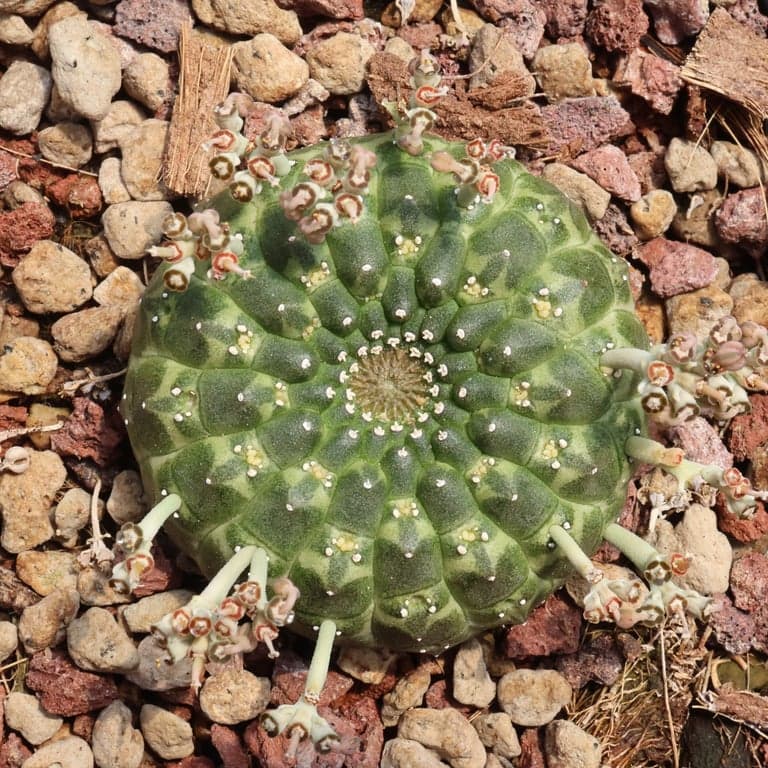 Seeding of East African Euphorbia species!