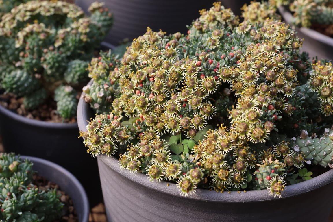 Flower show of South African Euphorbias