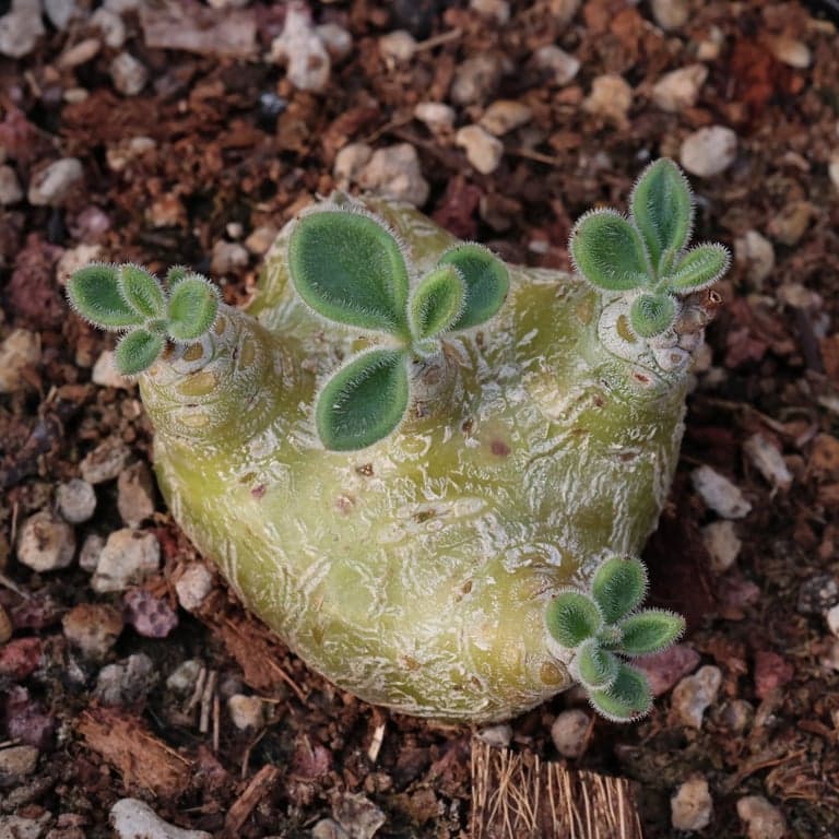Tylecodon has great potential in cultivation!