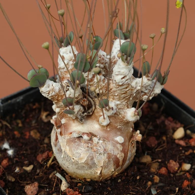 Othonna hybridizations during the past 5 years